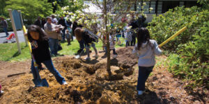 A group of young people shovel dirt around a tree in a community garden on a sunny day.