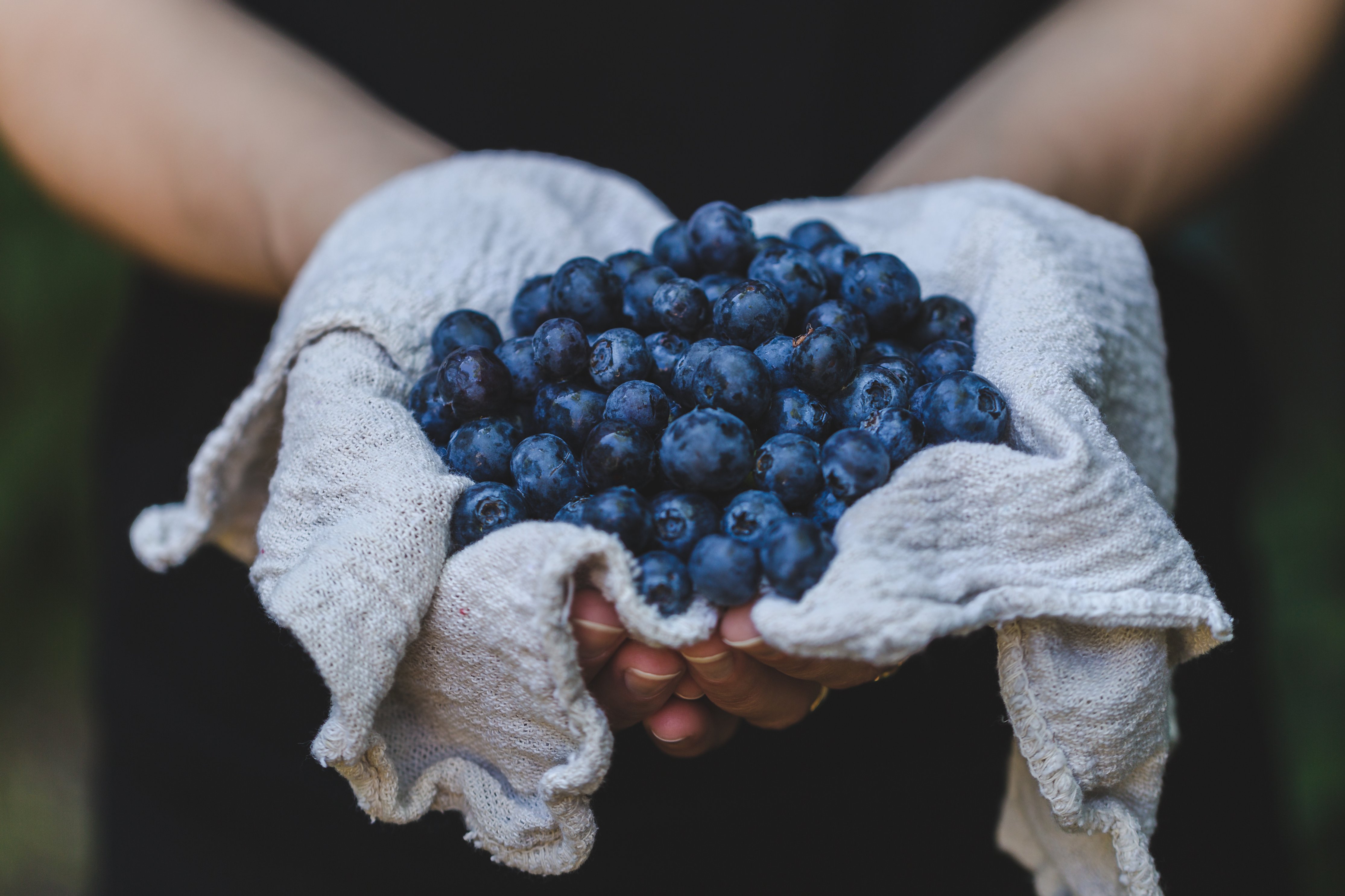 A pair of hands holds out an enormous bunch of blueberries resting on a towel.