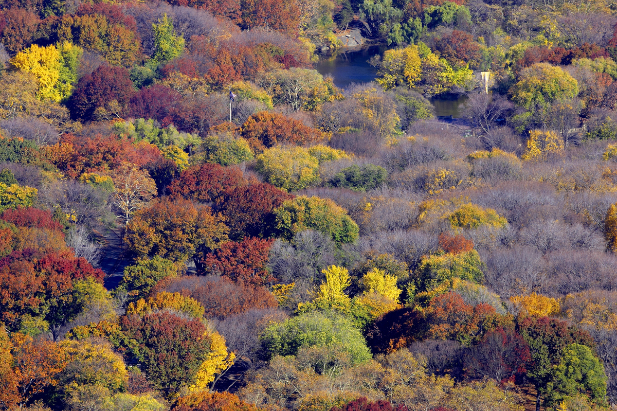 Trees in various stages of autumn.
