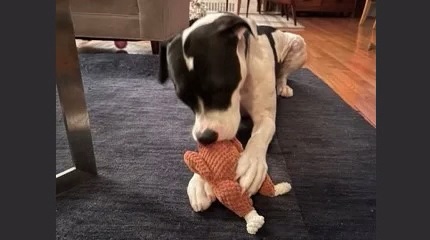 A black-and-white dog chews on a stuffed toy in the shape of a Thanksgiving turkey.